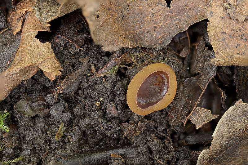 Paragalactinia michelii